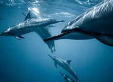 米乐官网：以品质为锚，点亮你的数字生活入口